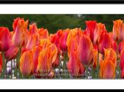 Incredible Nino Tulips