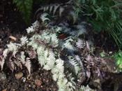 Japanese Fern Border