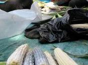 Putting Culture Back Agriculture: Reviving Native Food Farming Traditions