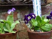 Dainty Darlings Auriculas