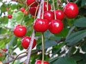 Cherries Youthful Skin