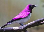 Creation: Violet-backed Starling