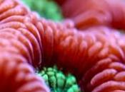 Mesmerising Macro Coral Photographs