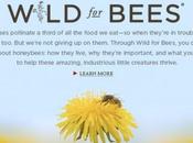 Celebrate National Pollinator Week Some Free Wildflower Seeds