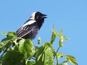 Bobolink Whistling Very Merry Tune Forks Credit Provincial Park Caledon