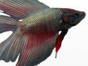 Featured Animal: Siamese Fighting Fish