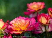 More Rainbow Sorbet Roses