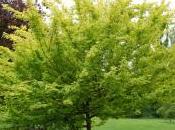 Plant Week: Acer Campestre ‘Postelense’