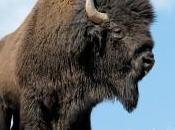 Montana’s Highest Court Clears Return Wild Bison