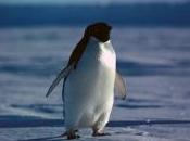 Featured Animal: Adelie Penguin