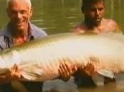 Arapaima, World's Largest Freshwater Fish