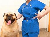 SuperSized Becomes UK's Fattest K-9!