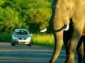 Bigblueproject: Face With Elephant South African Road