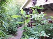 Jungle