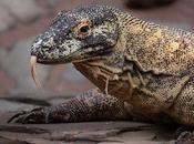 Does Komodo Dragon Really Kill With Bacteria-Filled Bite?