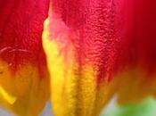 WEEKEND FLOWERS Gaillardia