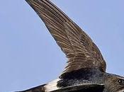 Birdwatchers Flock Rare Bird, Then Watch Killed Wind Turbine