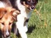 Brandie Best Human Ever Had!