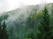 Third Conifers Under Threat Extinction, Study Says