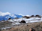 Presence Buffalo: Working Stop Yellowstone Slaughter