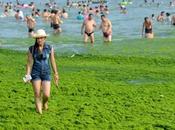 China’s Largest Algal Bloom Turns Yellow Green