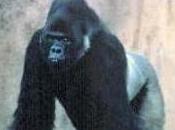 Featured Animal: Eastern Lowland Gorilla