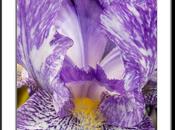 Photo: Purple Streaker Iris