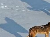 Michigan’s Isle Royale Wolves Disappearing