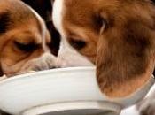 Planning Your Puppy Diet