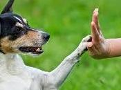 Research Suggests: Left-Pawed Dogs Show More Aggression Toward Strangers