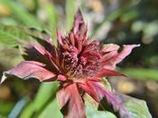 Wordless Wednesday Monarda ‘Squaw’