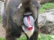 Featured Animal: Mandrill