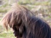 Gelada: Unique Primate From Roof Africa