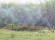 Causes Effects Agricultural Pollution