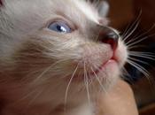 Kitties Raspberry