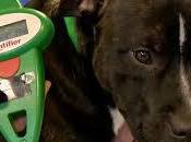 Microchip Your Dog?