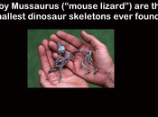 Did-you-kno: Source: Greenwood, Marie. 2011. Dinosaurs And...
