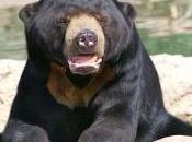 Featured Animal: Bear