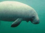 Featured Animal: Manatee