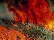 Ultrarunners Seriously Injured Australian Brushfire
