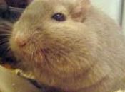 Featured Animal: Gerbil