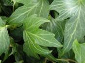 Plant Week: Hedera Helix ‘Green Ripple’