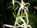 Grand Crinum Lily Thin White Petals (Crinum Asiaticum)