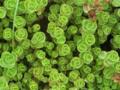 Sedum Succulent Plant with Lush Rounded Leaves