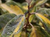 Plant Week: Elaeagnus Pungens ‘Maculata’