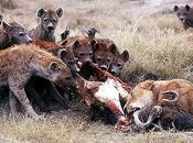 Lions Hyenas Long-Running, Pleistocene Rivalry