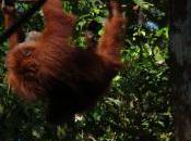 Orangutan Watching Borneo