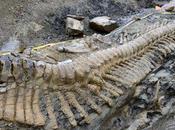 Huge Dinosaur Tail Discovered Mexico