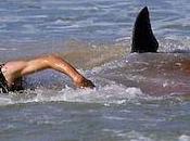 Best Shark Movies