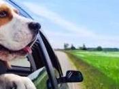 Road Trip with Your Dog: Make Both